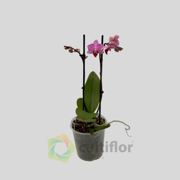 Phalaenopsis 9 Phalaenopsis 9