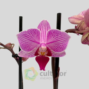 Phalaenopsis 9 Phalaenopsis 9