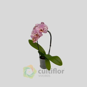 Phalaenopsis 15 - Cascade Phalaenopsis 15 - Cascade
