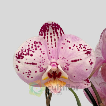 Phalaenopsis 15 - Cascade Phalaenopsis 15 - Cascade