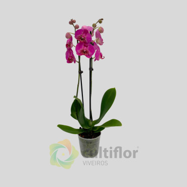 Phalaenopsis 16 - Street Spirit Phalaenopsis 16 - Street Spirit
