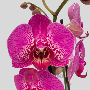 Phalaenopsis 16 - Street Spirit Phalaenopsis 16 - Street Spirit