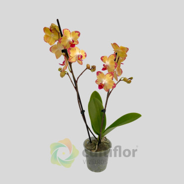 Phalaenopsis 17 - Papagayo Phalaenopsis 17 - Papagayo