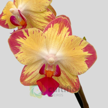 Phalaenopsis 17 - Papagayo Phalaenopsis 17 - Papagayo