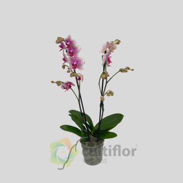 Phalaenopsis 19 - Rotterdam Phalaenopsis 19 - Rotterdam