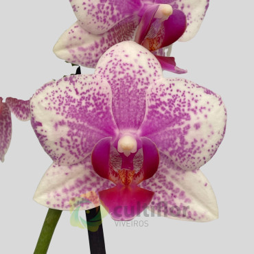 Phalaenopsis 19 - Rotterdam Phalaenopsis 19 - Rotterdam