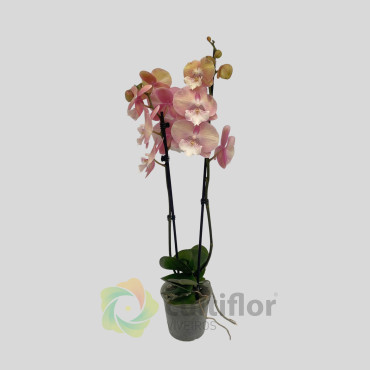 Phalaenopsis 20 - Unicorn Phalaenopsis 20 - Unicorn