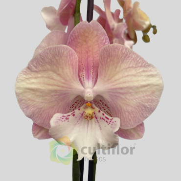 Phalaenopsis 20 - Unicorn Phalaenopsis 20 - Unicorn