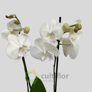 Phalaenopsis 21 Phalaenopsis 21