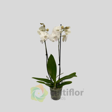 Phalaenopsis 21 Phalaenopsis 21