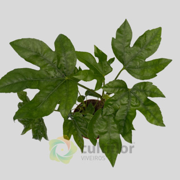 Fatsia japonica