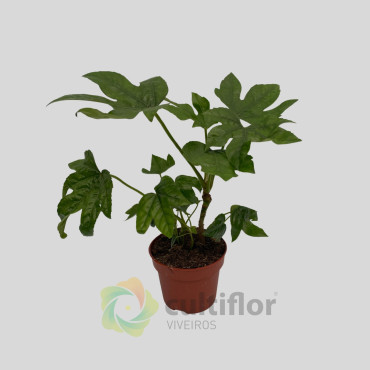 Fatsia japonica