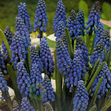 Muscari armeniacum - Bulbs