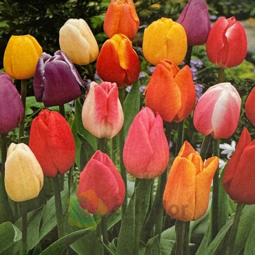 Tulip mix - Bulbs