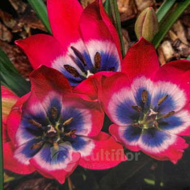 Tulip linifolia "Little Beauty" - Bulbs