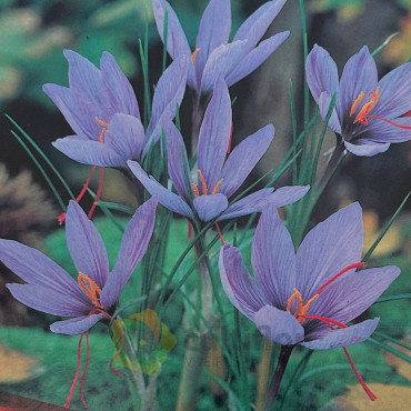 Crocus sativus - Saffron - Cormo