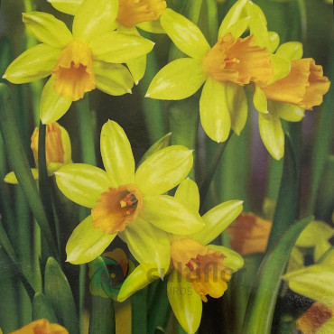 Narcissus - Bulbs