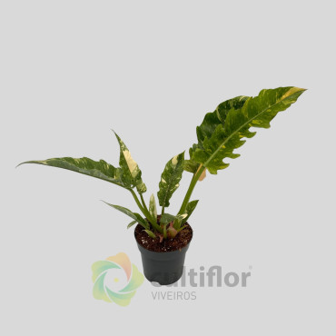 Philodendron "Ring of Fire"
