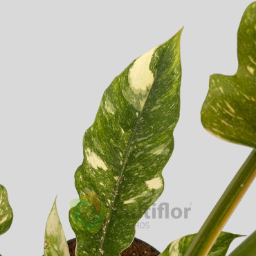 Philodendron "Ring of Fire"