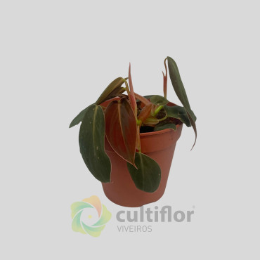 Philodendron "Gigas"