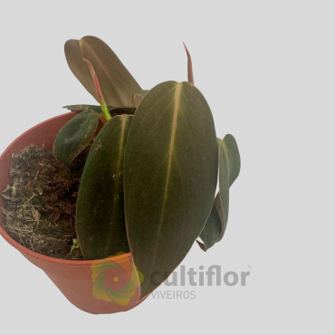 Philodendron "Gigas"