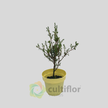 Juniperus communis - Juniper