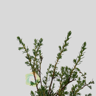 Juniperus communis - Juniper