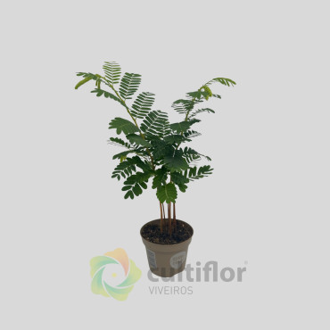 Tamarindus indica - Tamarind