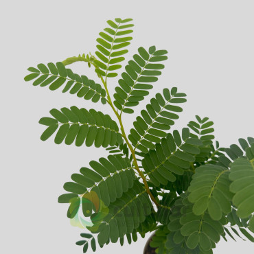 Tamarindus indica - Tamarind