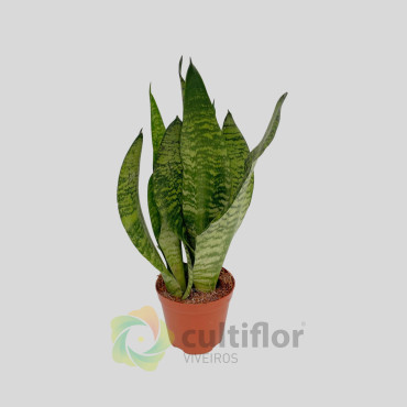 Sansevieria zeylanica Sansevieria zeylanica