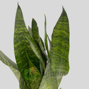 Sansevieria zeylanica Sansevieria zeylanica