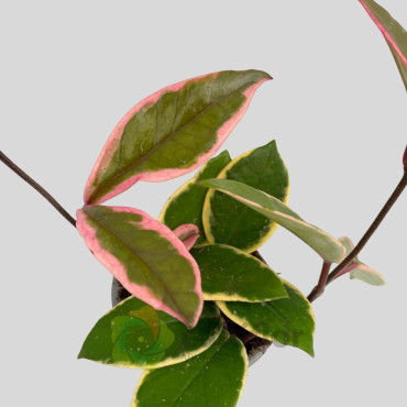 Hoya "Flamingo Dream" Hoya "Flamingo Dream"