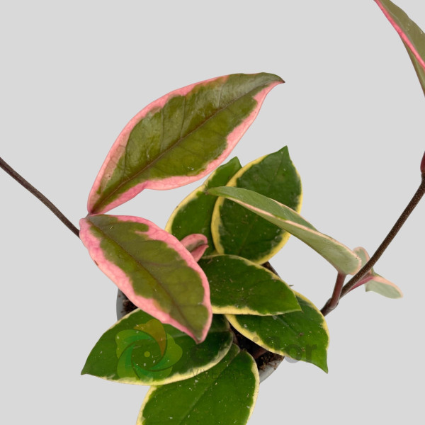 Hoya "Flamingo Dream" Hoya "Flamingo Dream"