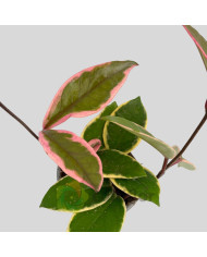 Hoya "Flamingo Dream" Hoya "Flamingo Dream"
