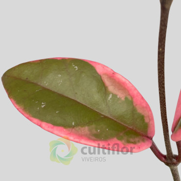 Hoya "Flamingo Dream" Hoya "Flamingo Dream"