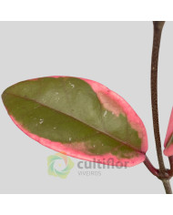 Hoya "Flamingo Dream" Hoya "Flamingo Dream"