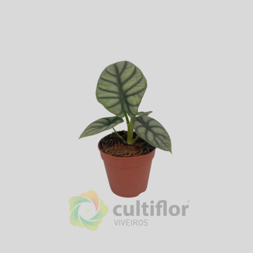 Alocasia "Silver Dragon" Alocasia "Silver Dragon"