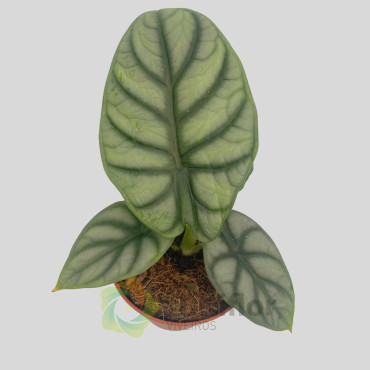 Alocasia "Silver Dragon" Alocasia "Silver Dragon"