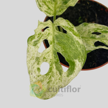 Monstera adansonii "Frozen Freckles" Baby Monstera adansonii "Frozen Freckles" Baby