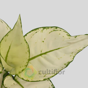 Aglaonema "White Joy" Aglaonema "White Joy"