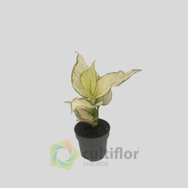 Aglaonema "White Joy" Aglaonema "White Joy"