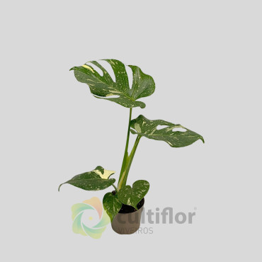 Monstera deliciosa "Thai Constellation" v12cm Monstera deliciosa "Thai Constellation" v12cm