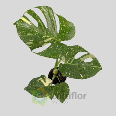 Monstera deliciosa "Thai Constellation" v12cm Monstera deliciosa "Thai Constellation" v12cm
