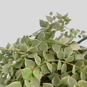 Dischidia ruscifolia Variegata Dischidia ruscifolia Variegata