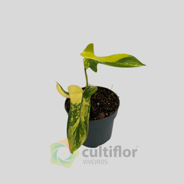 Philodendron "Florida Beauty" Variegata