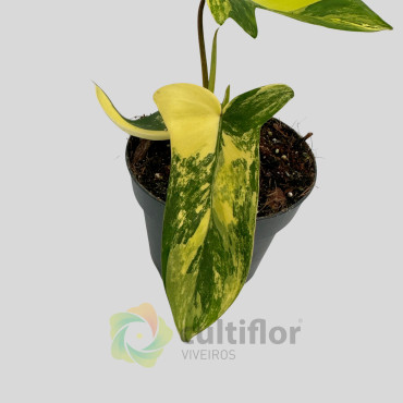 Philodendron "Florida Beauty" Variegata