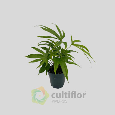 Anthurium pedatoradiatum Anthurium pedatoradiatum
