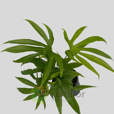 Anthurium pedatoradiatum Anthurium pedatoradiatum