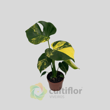 Monstera deliciosa "Aurea" Monstera deliciosa "Aurea"