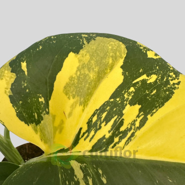 Monstera deliciosa "Aurea" Monstera deliciosa "Aurea"